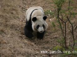 成都熊猫基地熊猫美兰成为地球一小时全球大使