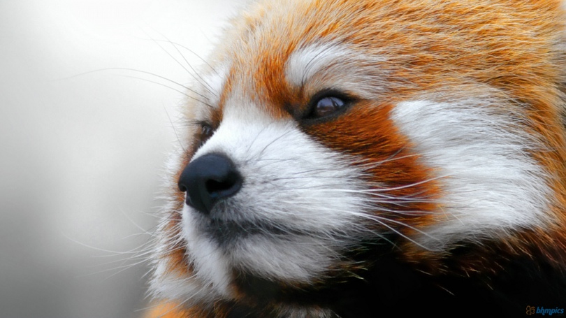 red-panda-face-1600x900.jpg