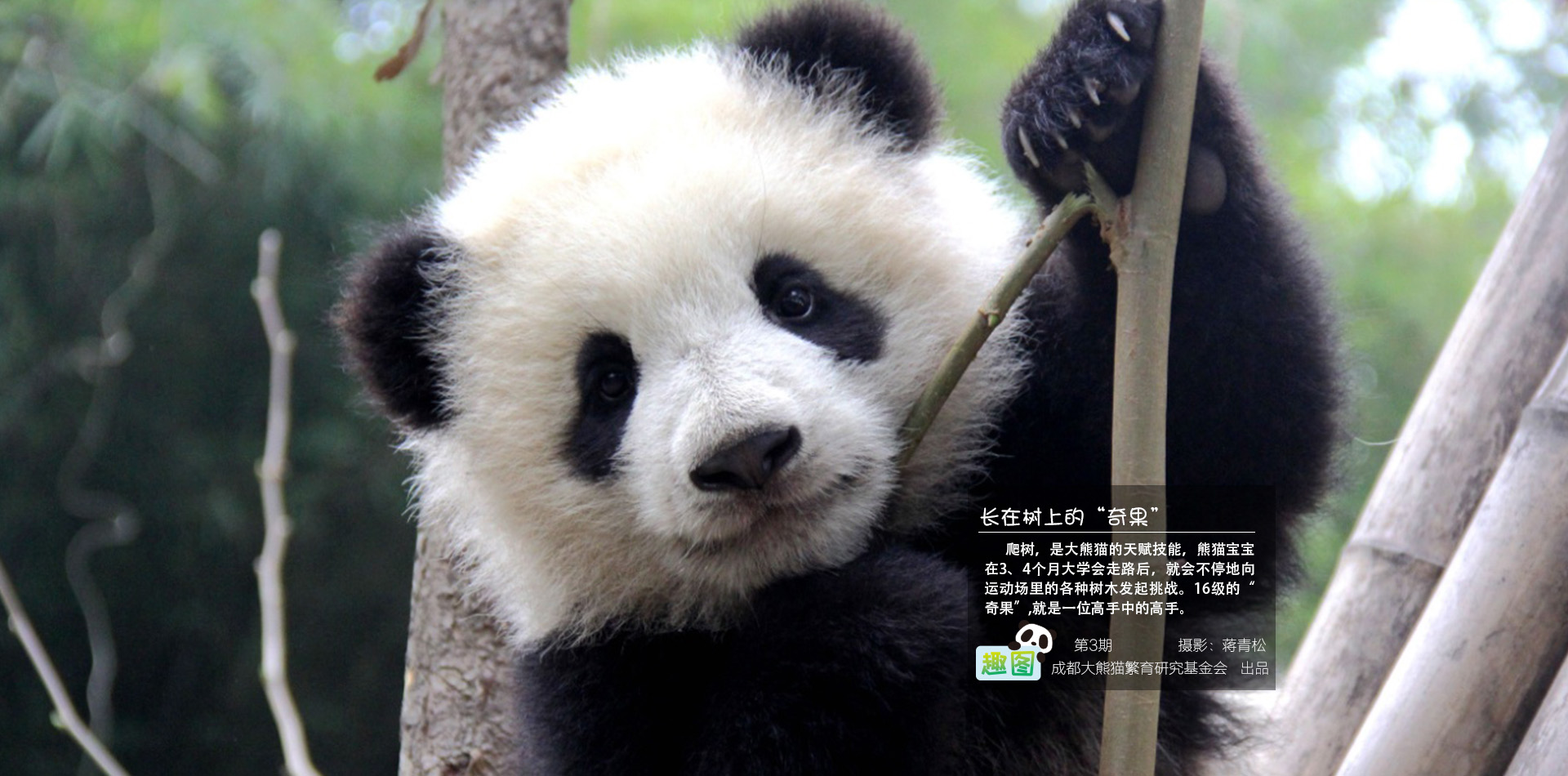 长在树上的