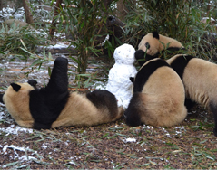 大熊猫与小雪人