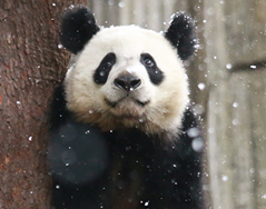 雪里撒欢的小朋友