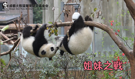 姐妹之戰