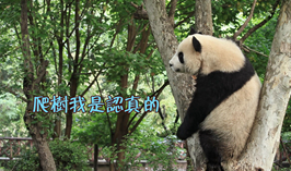 爬樹，我是認真的
