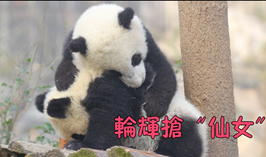 輪輝搶“仙女”