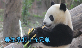 春生吊打小吃兄弟