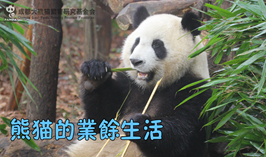 熊貓的業餘生活