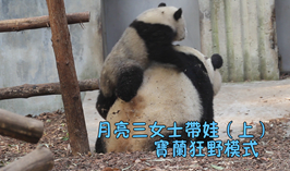 月亮寶媽帶娃現狀（上）