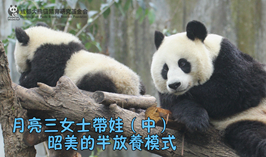 月亮寶媽帶娃現狀（中）
