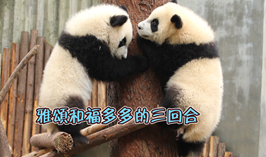 雅頌和福多多的三回合