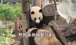 熱乾麵的偷襲計劃