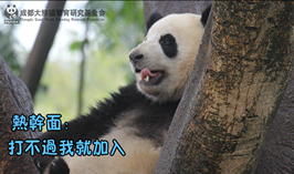 熱乾麵：打不過就加入