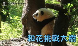 和花挑戰大樹