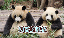 別靠這麼近