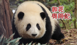 和花拜師記