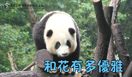 和花有多優雅