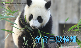 金宵三敗輪輝
