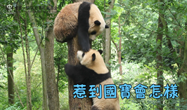 惹到國寶會怎樣