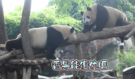香果能復仇嗎