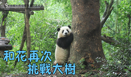 和花再次挑戰大樹