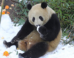 雪中的浪漫