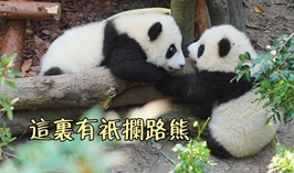 這裡有隻攔路熊