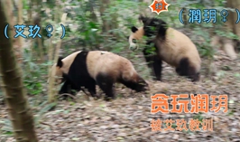 貪玩潤玥……被艾玖教訓