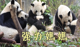 強力媽媽