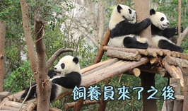 飼養員來了之後