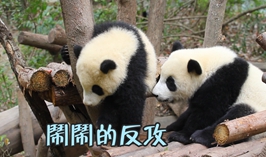 鬧鬧的反攻