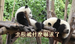 北辰被什麼嚇退了