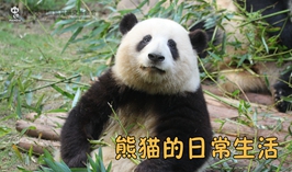 熊貓的日常生活