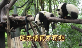 姐弟情真不可測