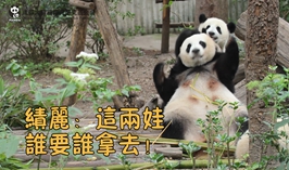 績麗：這倆娃誰要誰拿去！