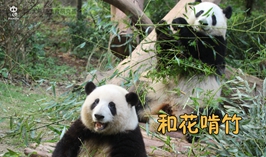 和花啃竹