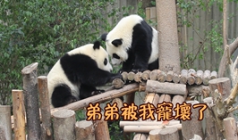 弟弟被我寵壞了
