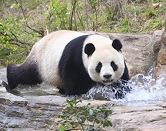  越过水池