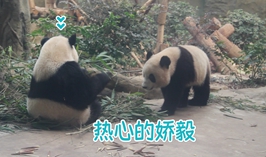 熱心的嬌毅
