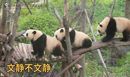 文靜不文靜