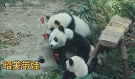 昭美帶娃記