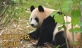 離不開艾玖的潤玥
