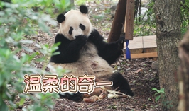 溫柔的奇一