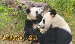 省心的娃——金豆