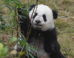 熊猫宝宝迎新春