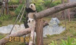 一起抓金豆