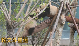 輪文鬥星運