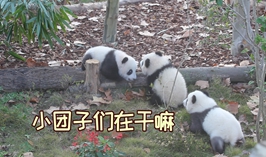 小團子們在幹嘛